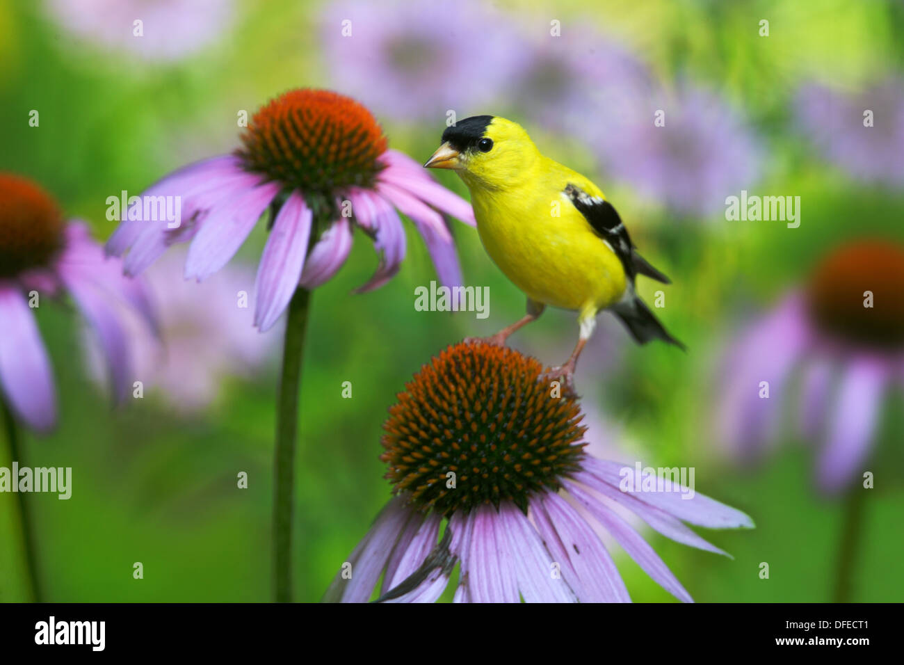 Cardellino, American - maschio su purple coneflower Foto Stock