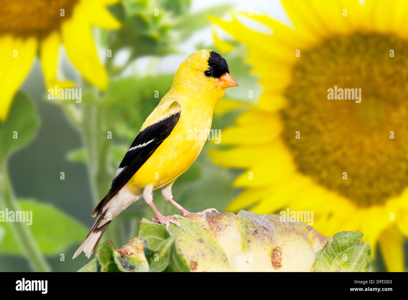 American cardellino maschio da fiori di girasole Foto Stock
