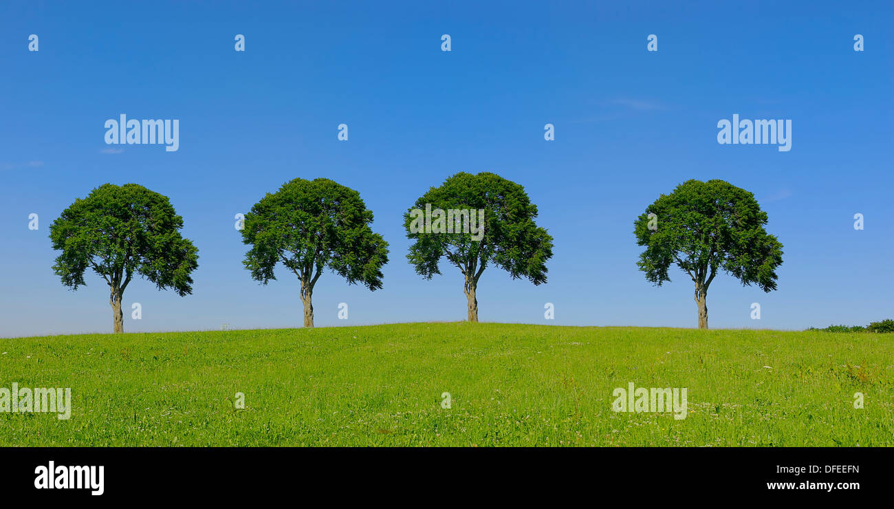 Quattro alberi in una riga sotto il cielo blu Foto Stock