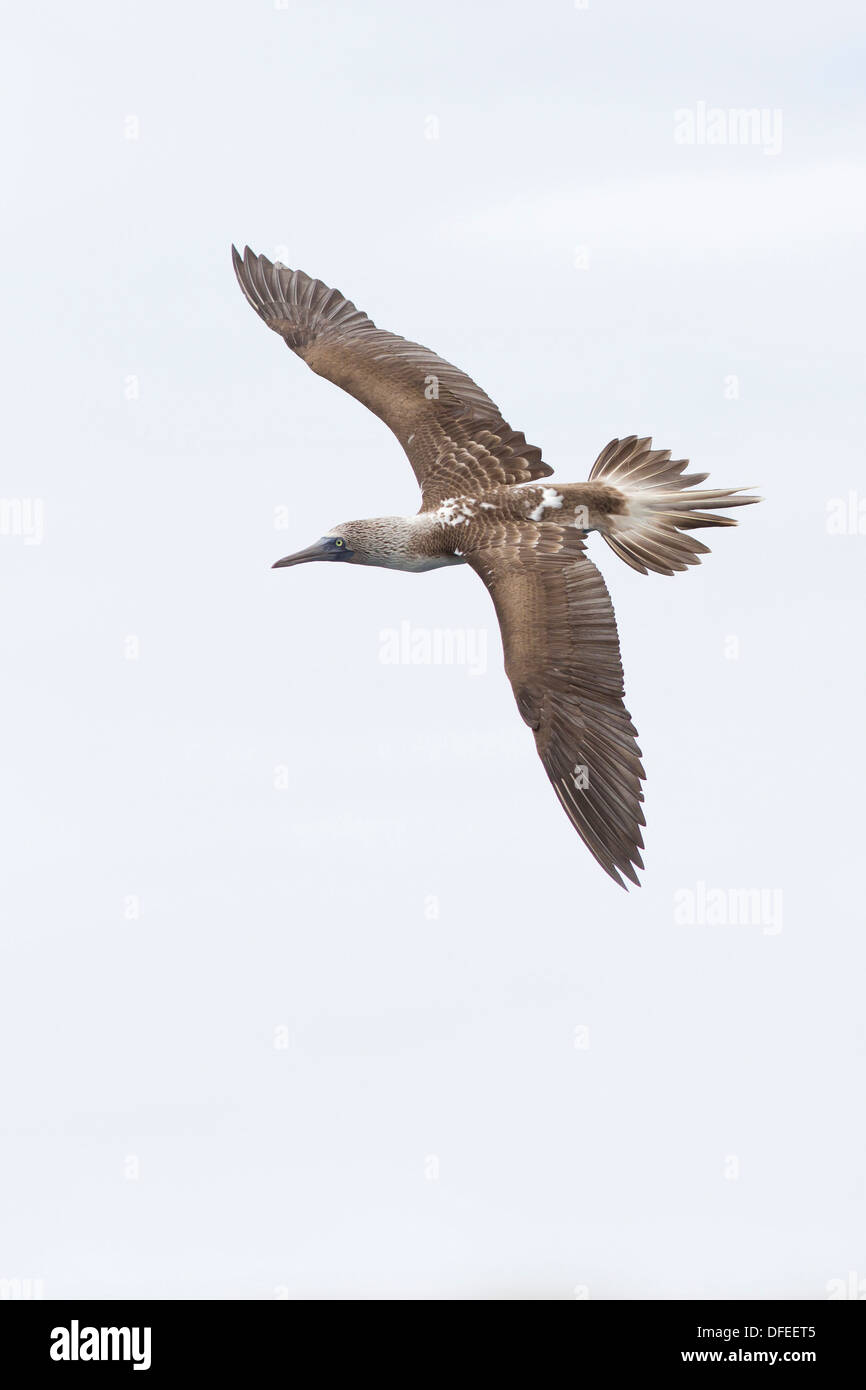 Blue footed Booby (Sula nebouxii) in volo e il sistema bancario - North Seymour, Isole Galapagos. Foto Stock