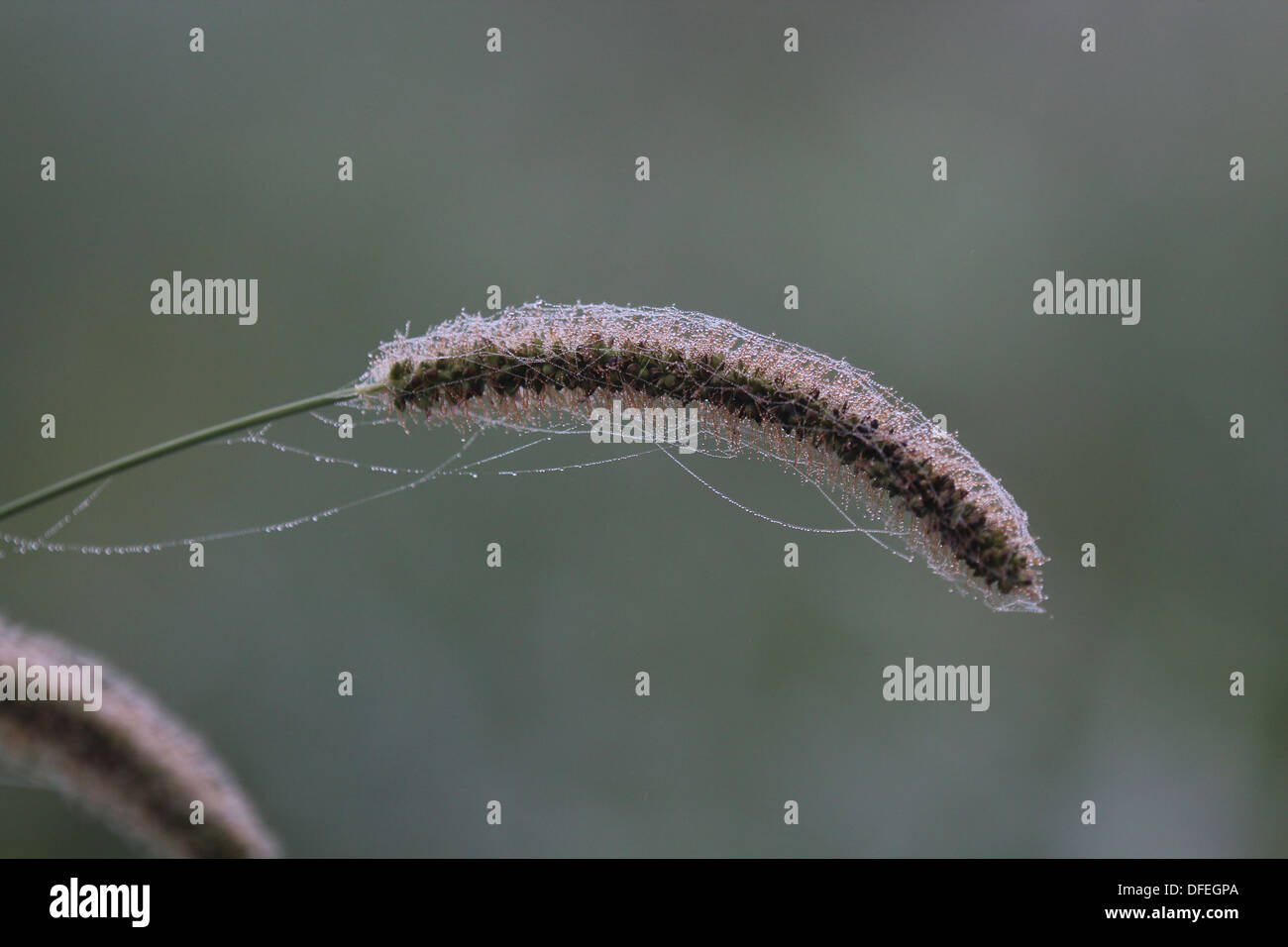 Erba con ragnatele Foto Stock