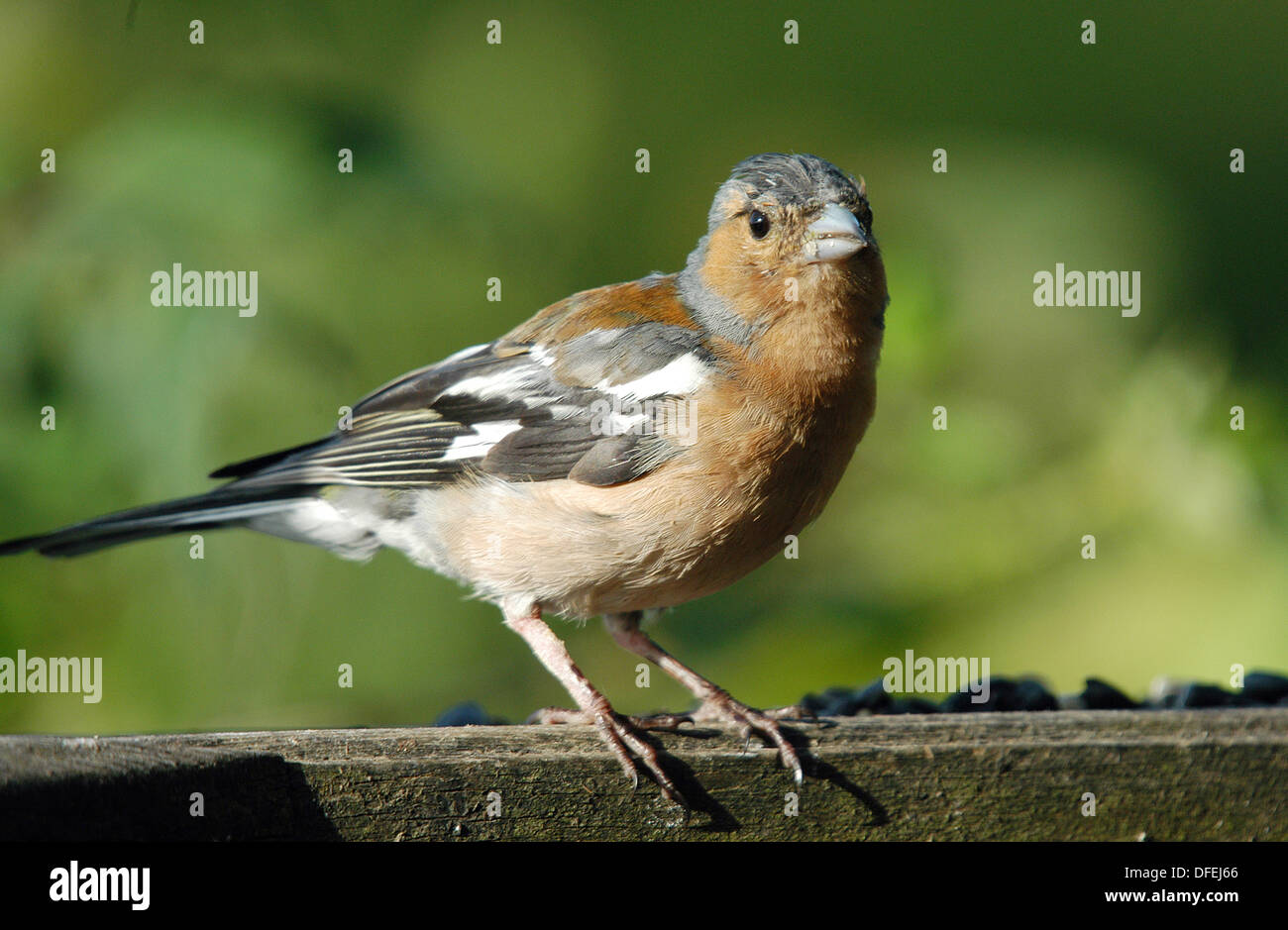 Maschio di fringuello, (Fringilla coelebs), uno dei nostri uccelli più comuni. Abundent nel bosco, dei terreni agricoli e di Suburbia. Foto Stock