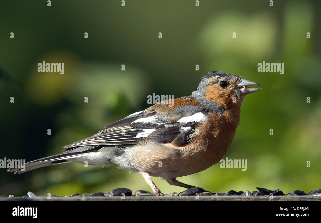 Maschio di fringuello, (Fringilla coelebs), uno dei nostri più giardino comune uccelli. Abbondante nei boschi, dei terreni agricoli e di Suburbia. Foto Stock
