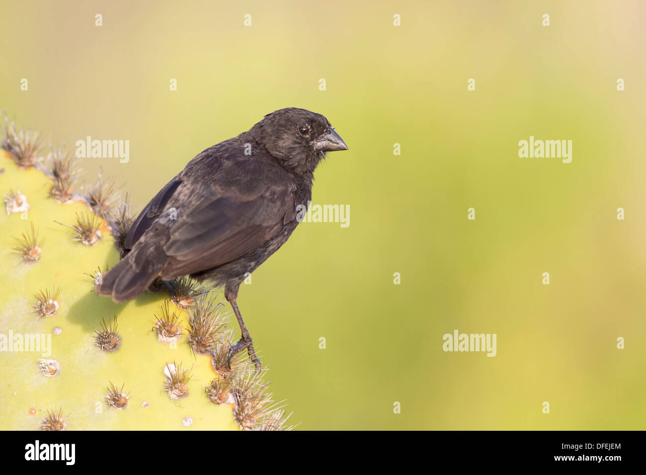 Le Galapagos medio-terra Finch (Geospiza fortis) maschio arroccato su un cactus - Santa Cruz, Isole Galapagos. Foto Stock