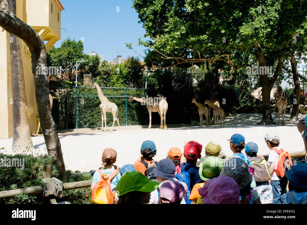 Un gruppo di scolari visitano il contenitore Giraffa presso lo zoo di Lisbona, noto anche come Jardim Zoológico. Foto Stock