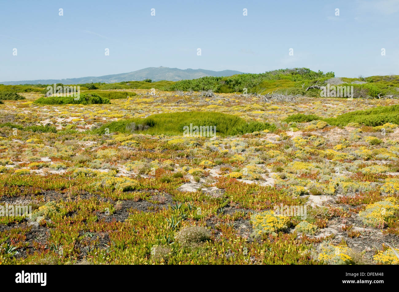 Il paesaggio e la flora del Portogallo la Serra da Sintra parco naturale vicino Cabo Raso, non lontano da Lisbona. Foto Stock