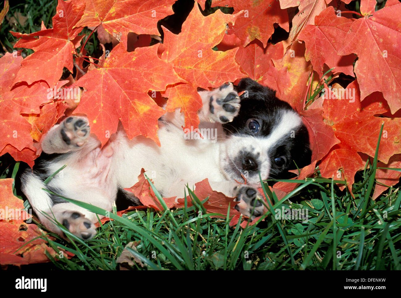 Bianco e nero cucciolo chiazzato in erba arancione con foglie di acero-- ventre, Missouri, Stati Uniti d'America Foto Stock