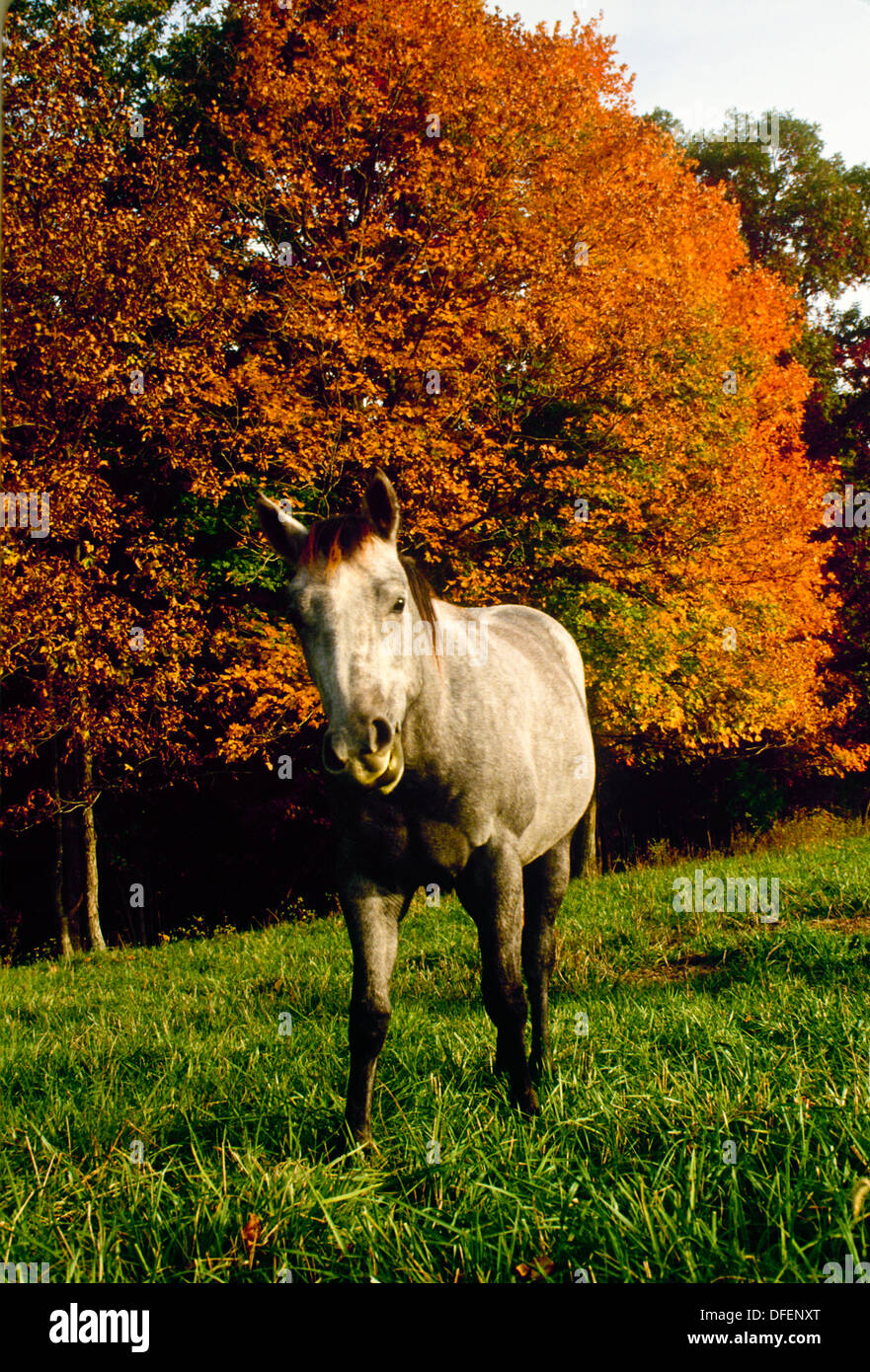 Cavallo espressive in piedi in autunno pascolo con foglie d'arancio, Missouri, Stati Uniti d'America Foto Stock