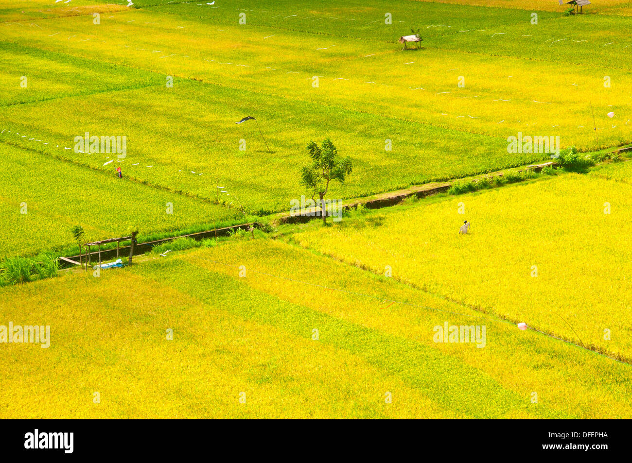 BEAUTIFFUL campi di riso a Bali, Indonesia. Foto Stock