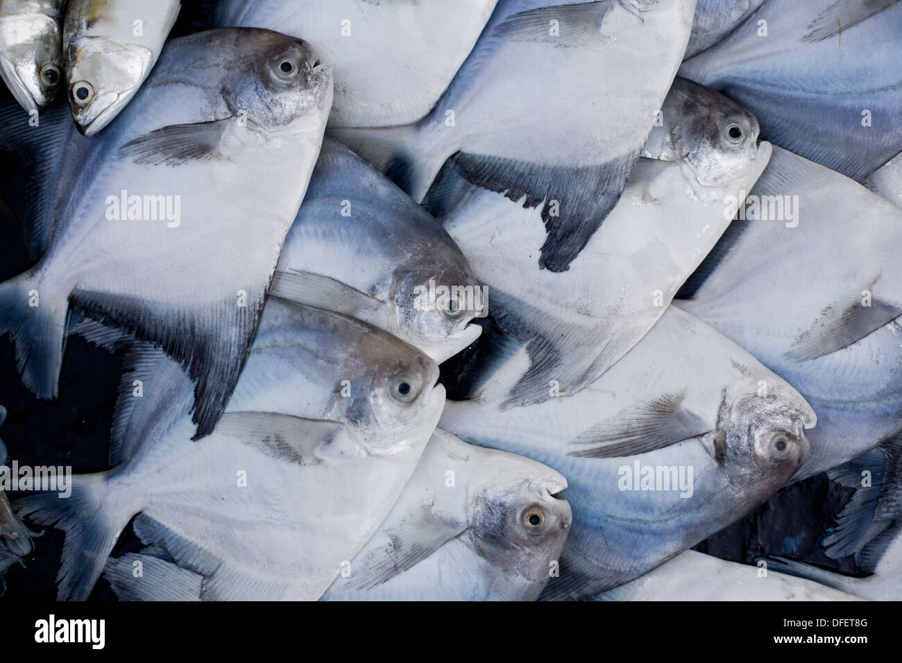 Sale di piatti di pesce di acqua Foto Stock