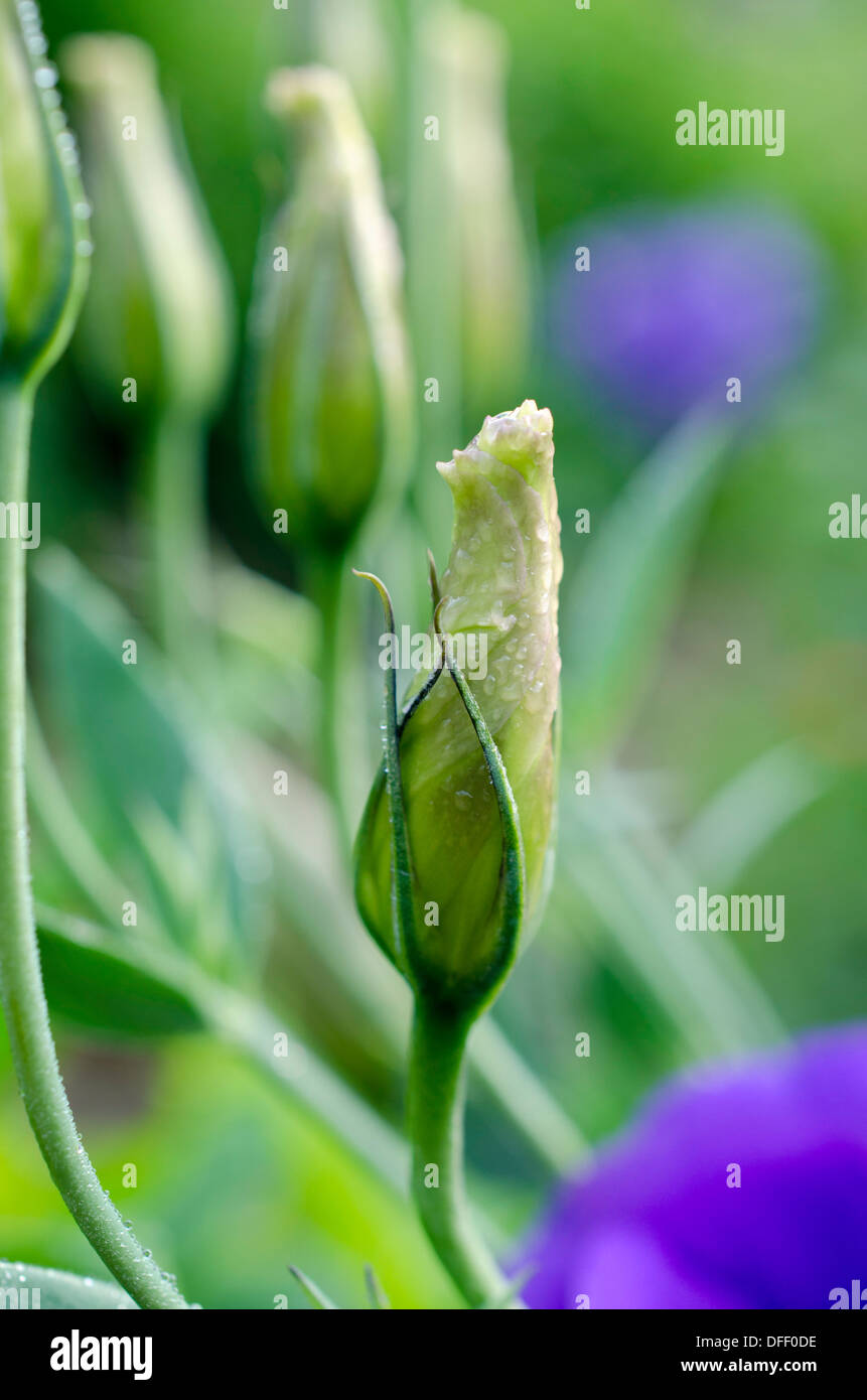 Eustoma, Lisianthus viola bud chiuso nella rugiada del mattino, Maine, Stati Uniti d'America Foto Stock