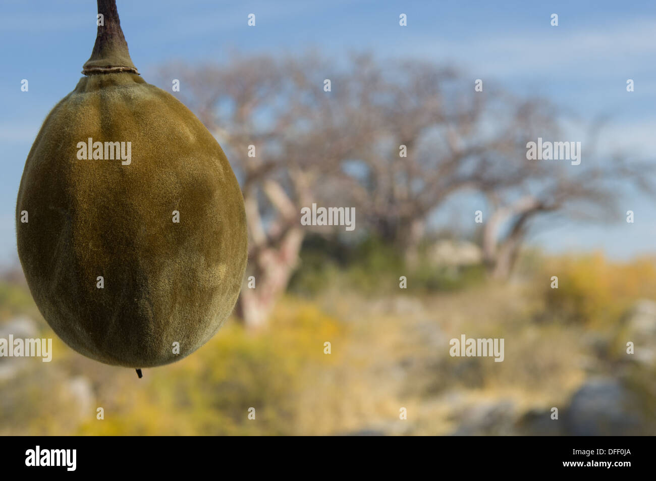 Frutto dell'African Baobab (Adansonia digitata) Kubu Island (Lekhubu), Makgadikgadi Pan, Botswana Foto Stock