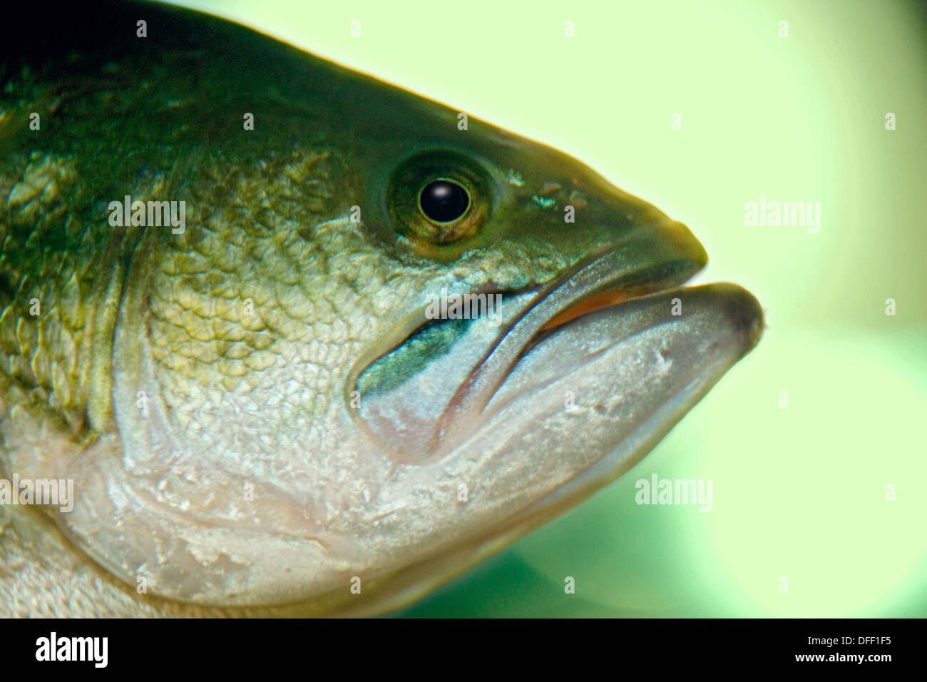Largemouth bass close up Foto Stock