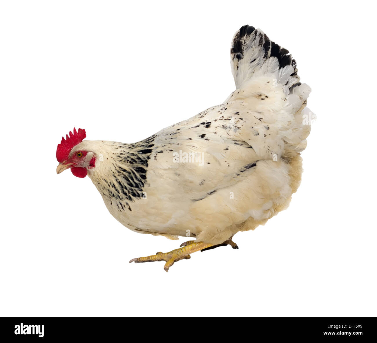 Gallina Bianca isolata su bianco, studio shot. Foto Stock