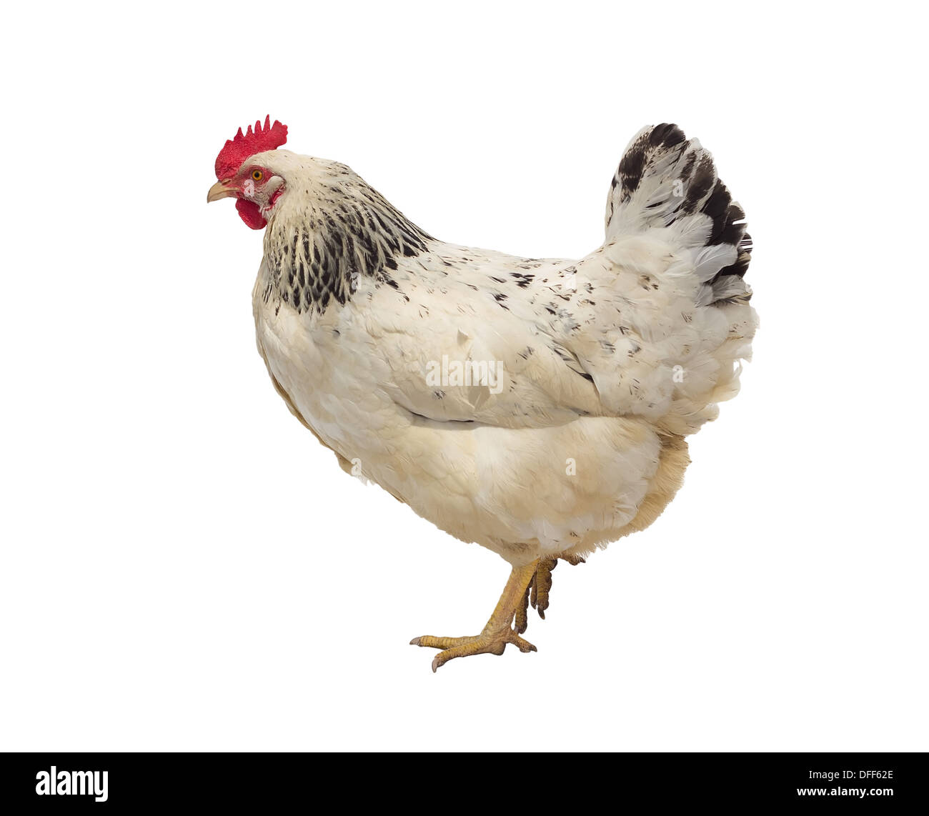 Chiazzato hen isolati su sfondo bianco,studio shot. Foto Stock