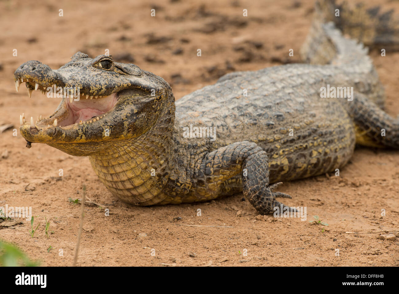 Foto di stock di un caimano spectacled appoggiato su di una spiaggia con la bocca aperta. Foto Stock