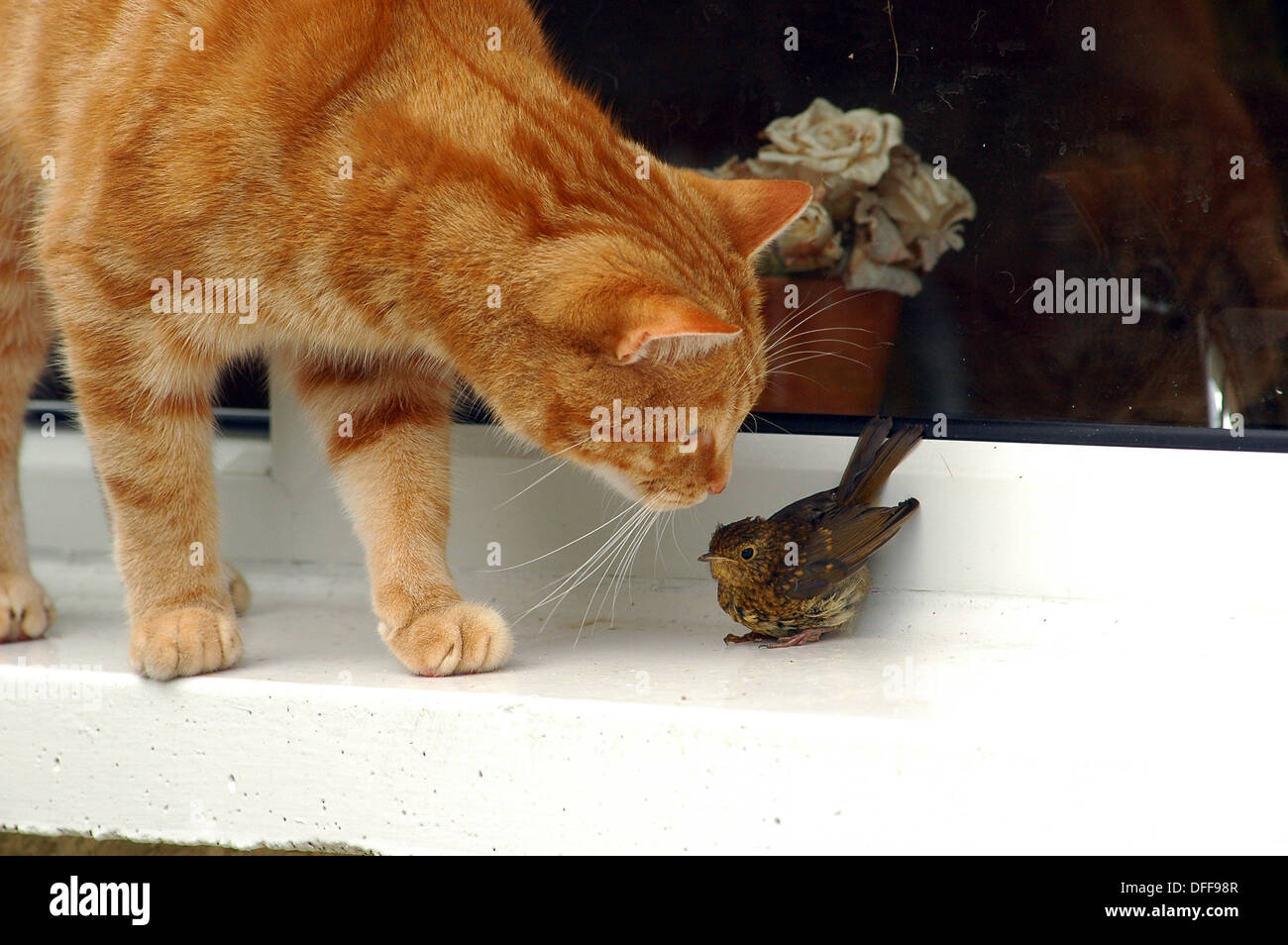 Lo zenzero cat guardando spaventati giovane uccello sul davanzale. Foto Stock