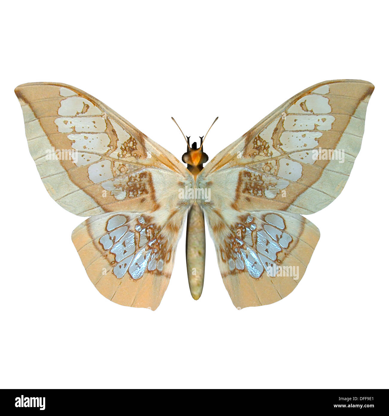 3D render digitale di una farfalla glasswing isolati su sfondo bianco Foto Stock