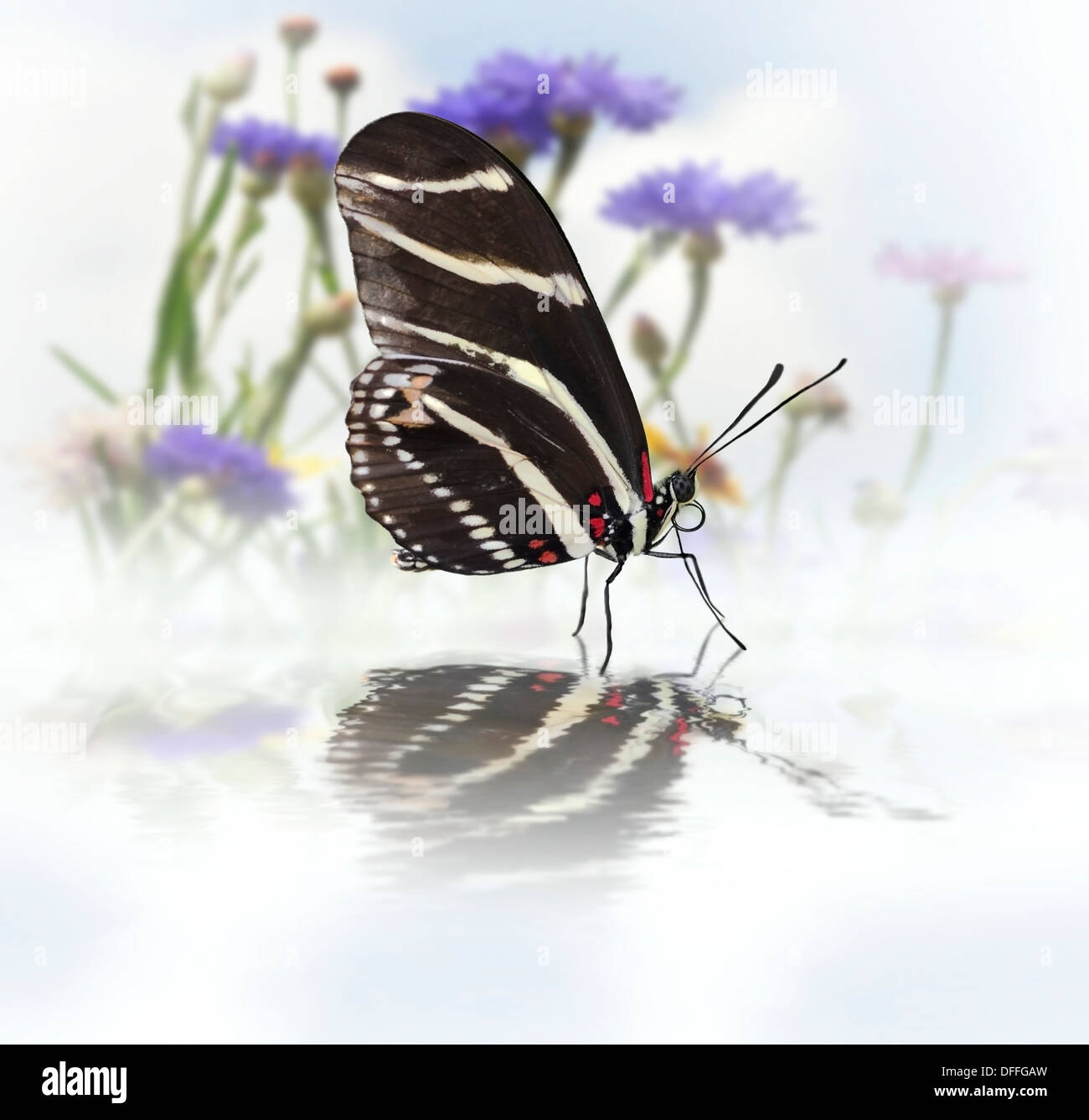 Zebra Longwing (Heliconius Charitonius) Farfalla con la riflessione Foto Stock