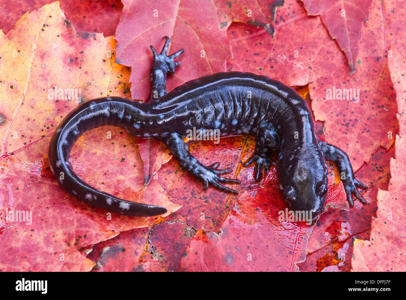 Salamander a macchie blu (Ambystoma laterale) su foglie di acero Rosso (Acer rubrum), e USA, di Skip Moody/Dembinsky Photo Assoc Foto Stock