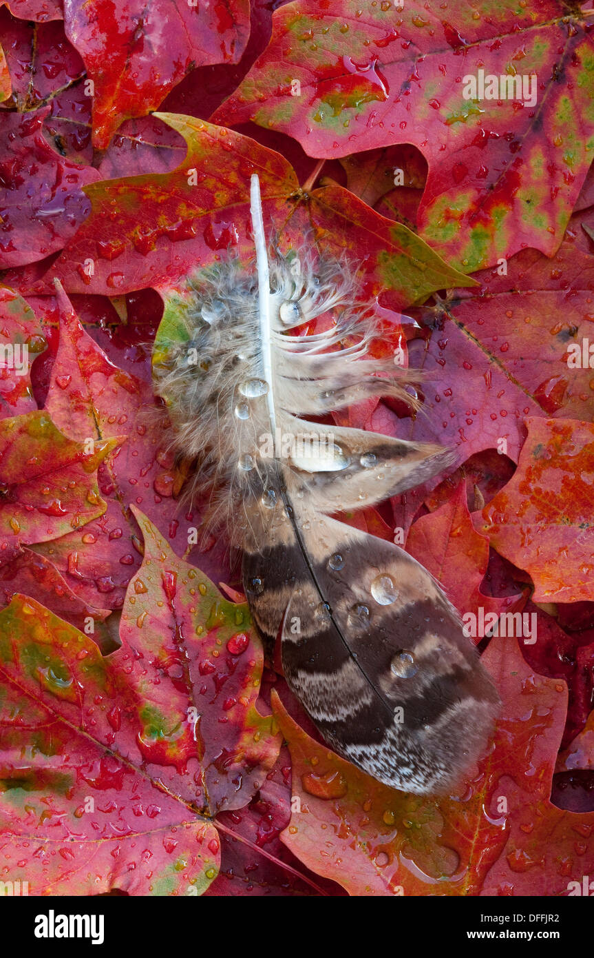Gocce di pioggia su Great Horned Owl piuma che riposa su autunno Red Maple foglie Acer rubrum Eastern USA, di Skip Moody/Dembinsky Photo Assoc Foto Stock