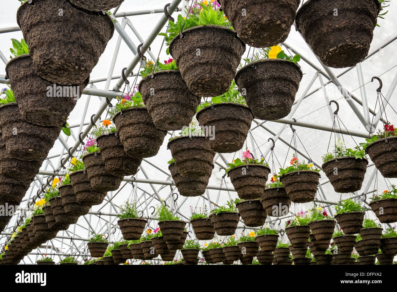 Vasi di piante annue piantate appeso in serra vivaio, Oregon Foto Stock