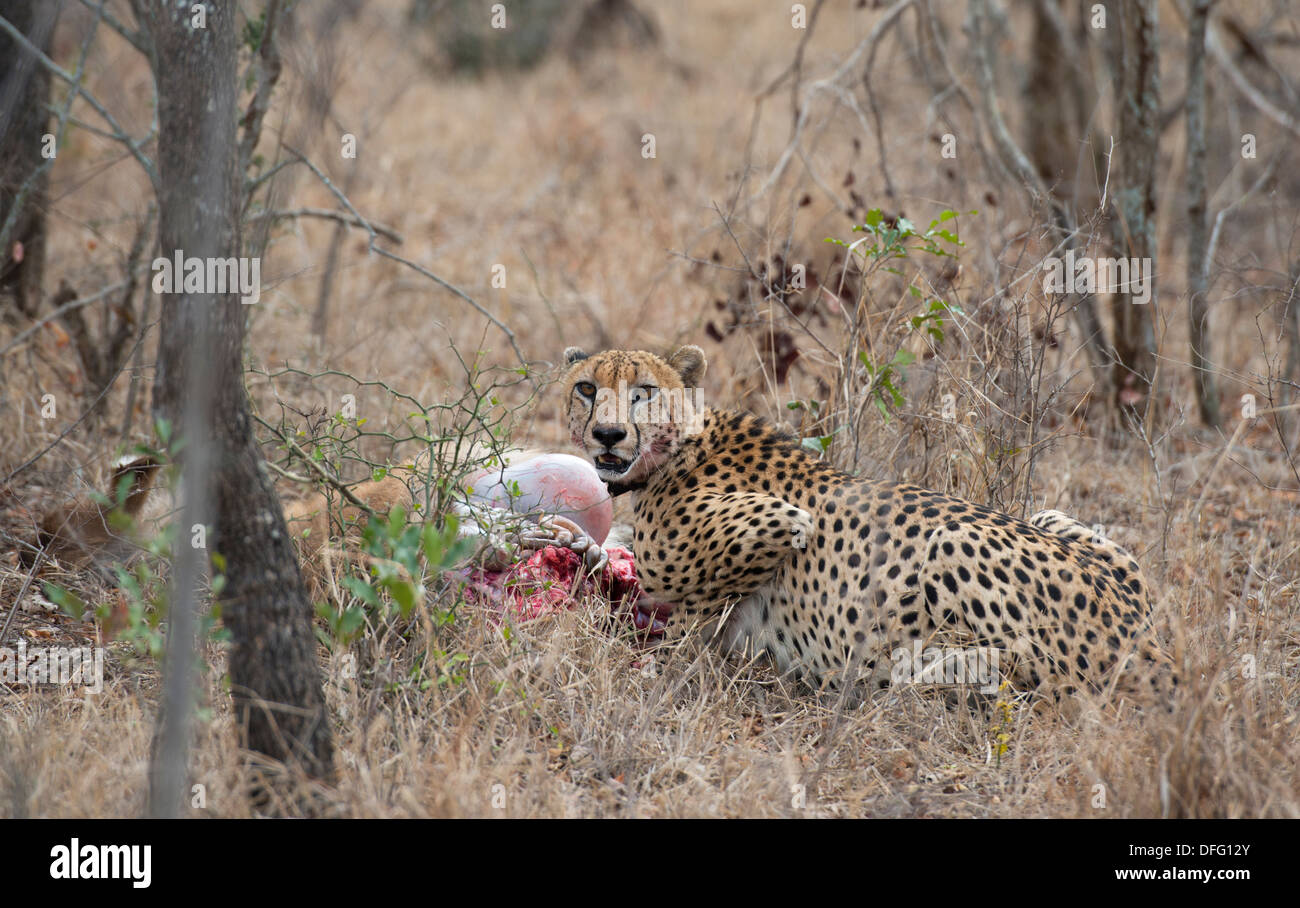 Cheetah con un collare radio mangiare su un kill fresca Foto Stock