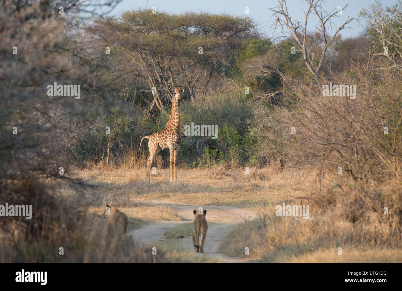 Due leonessa tracking una giraffa Foto Stock