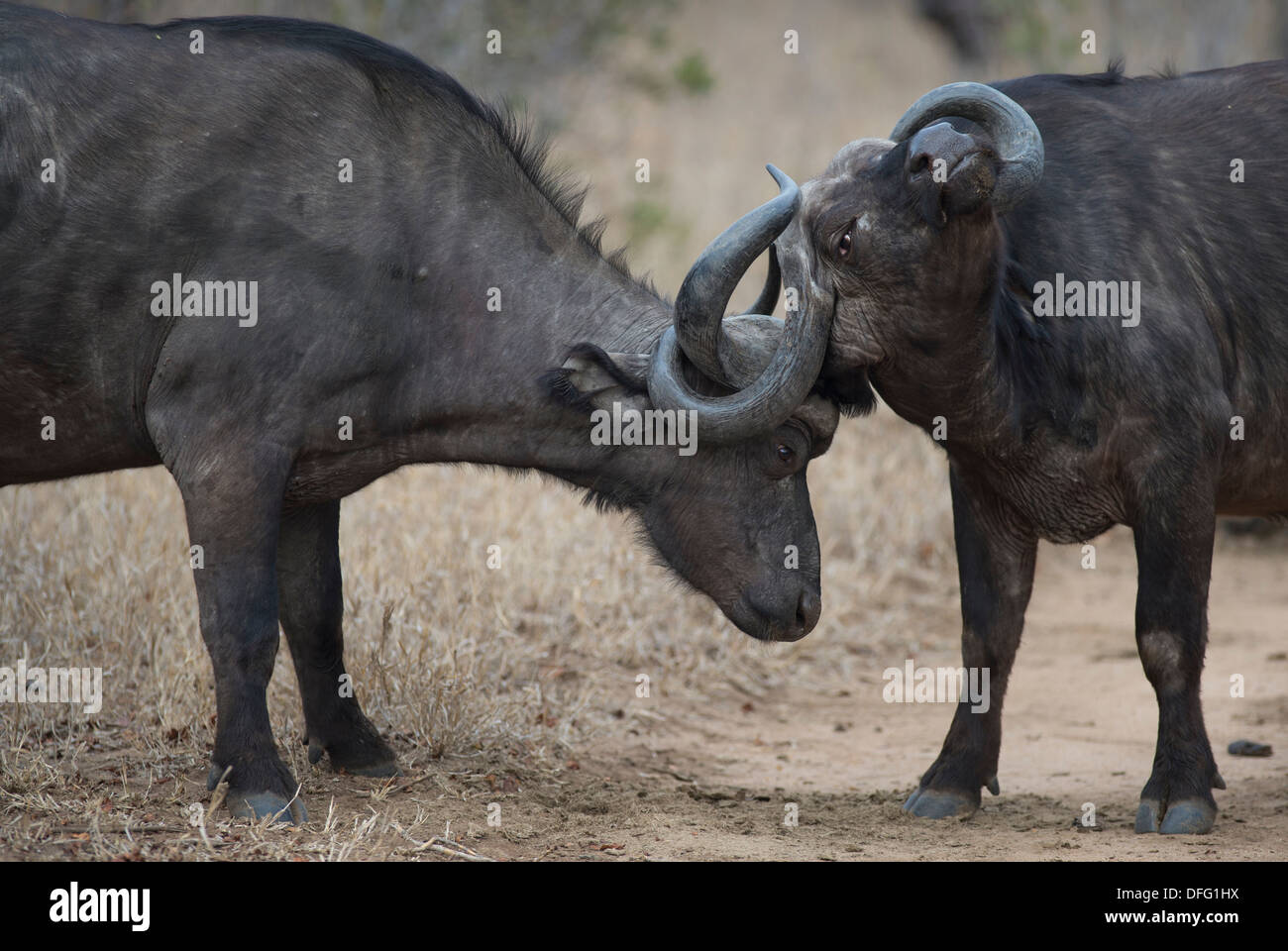 African cape buffalo combattimenti Foto Stock