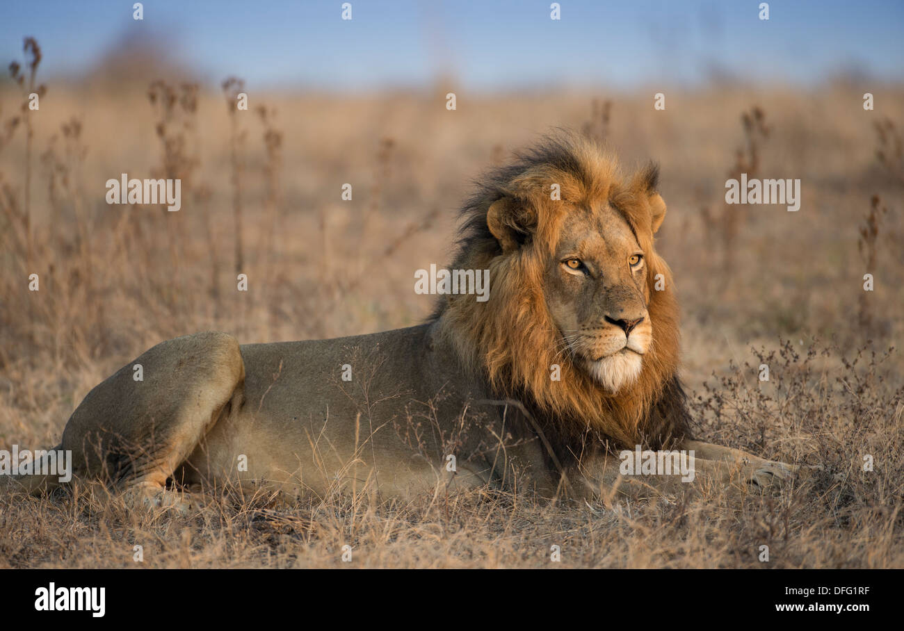 Maschio di leone giacente in terra aperta Foto Stock