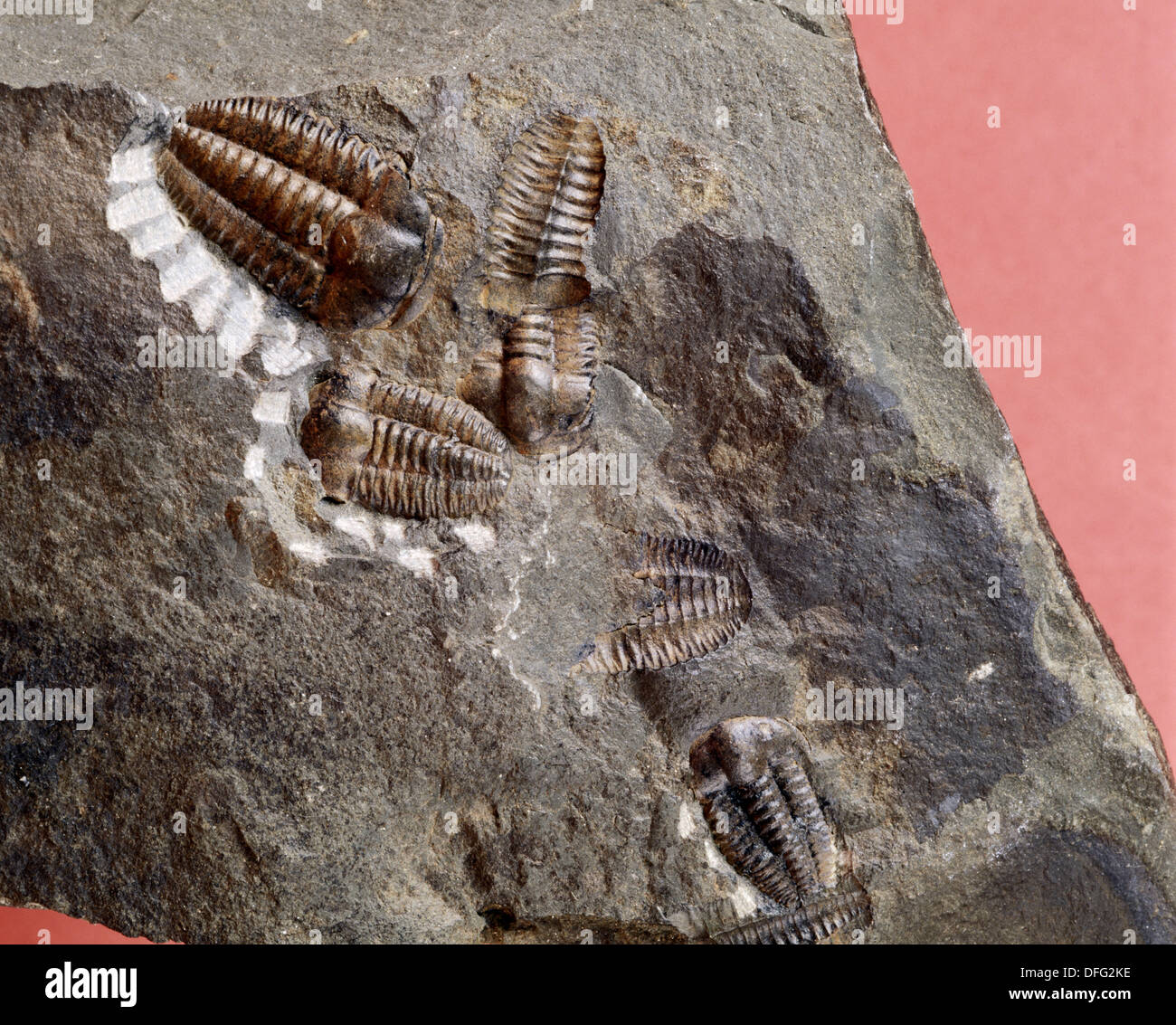 Trilobiti fossili. Ellipsocephalus. (1,5 - 2,5 cm) Cambrian. Jince. Repubblica ceca. Foto Stock