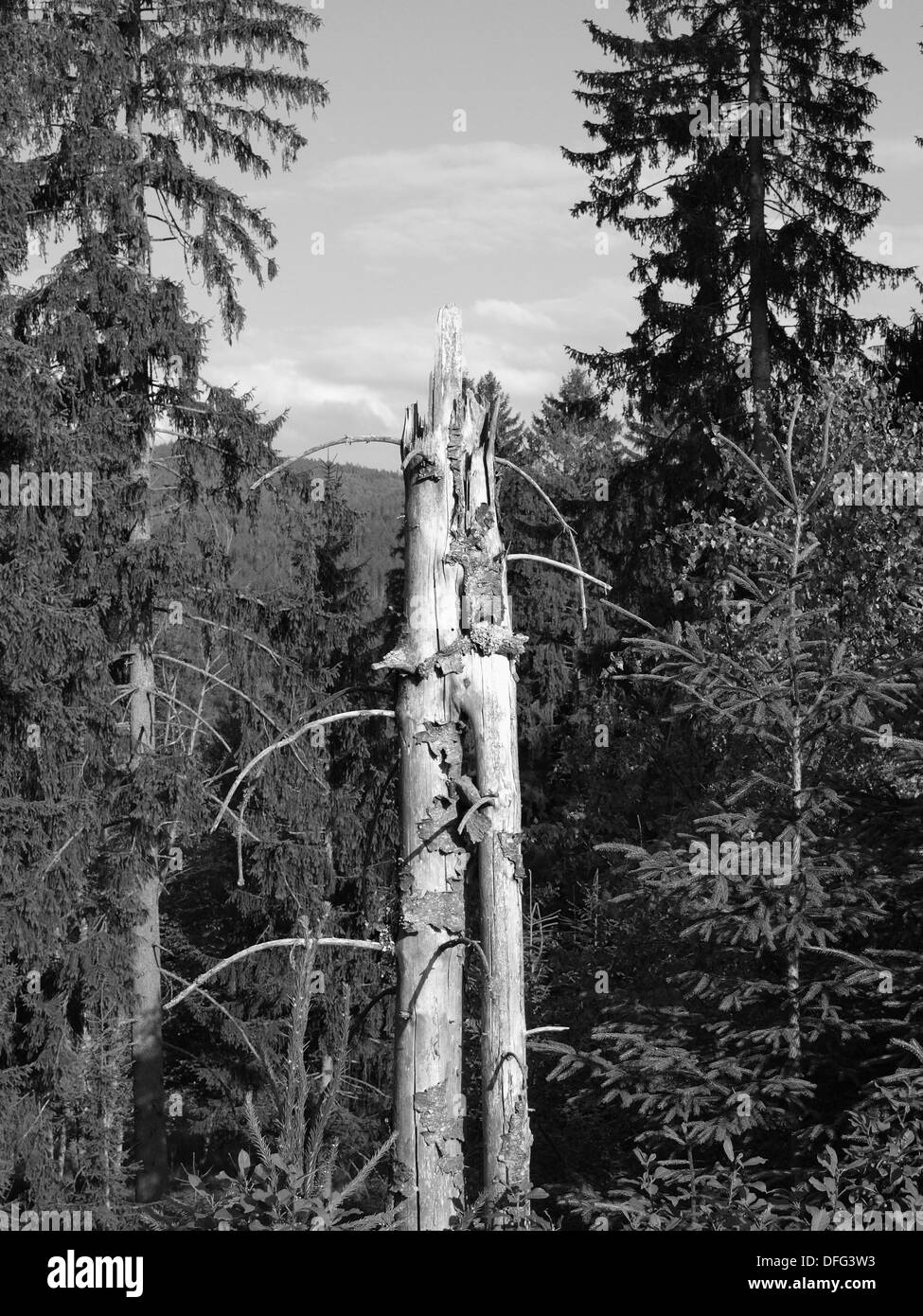 Vecchio rotto albero di abete rosso della foresta in bianco e nero Foto Stock