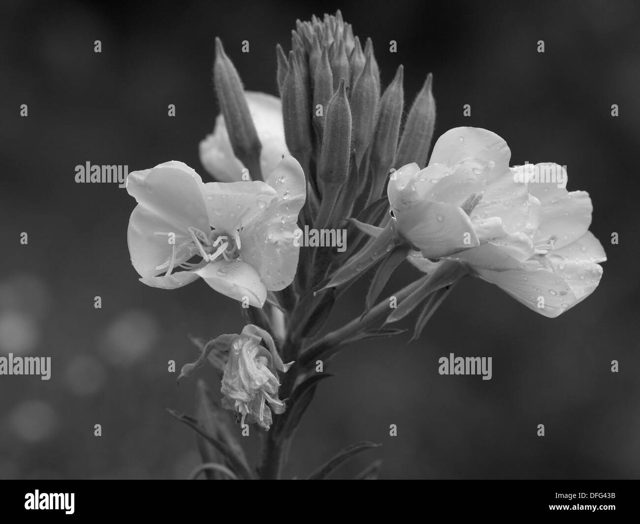 Enagra in bianco e nero / Oenothera biennis / Gewöhnliche Nachtkerze schwarz - weiß Foto Stock