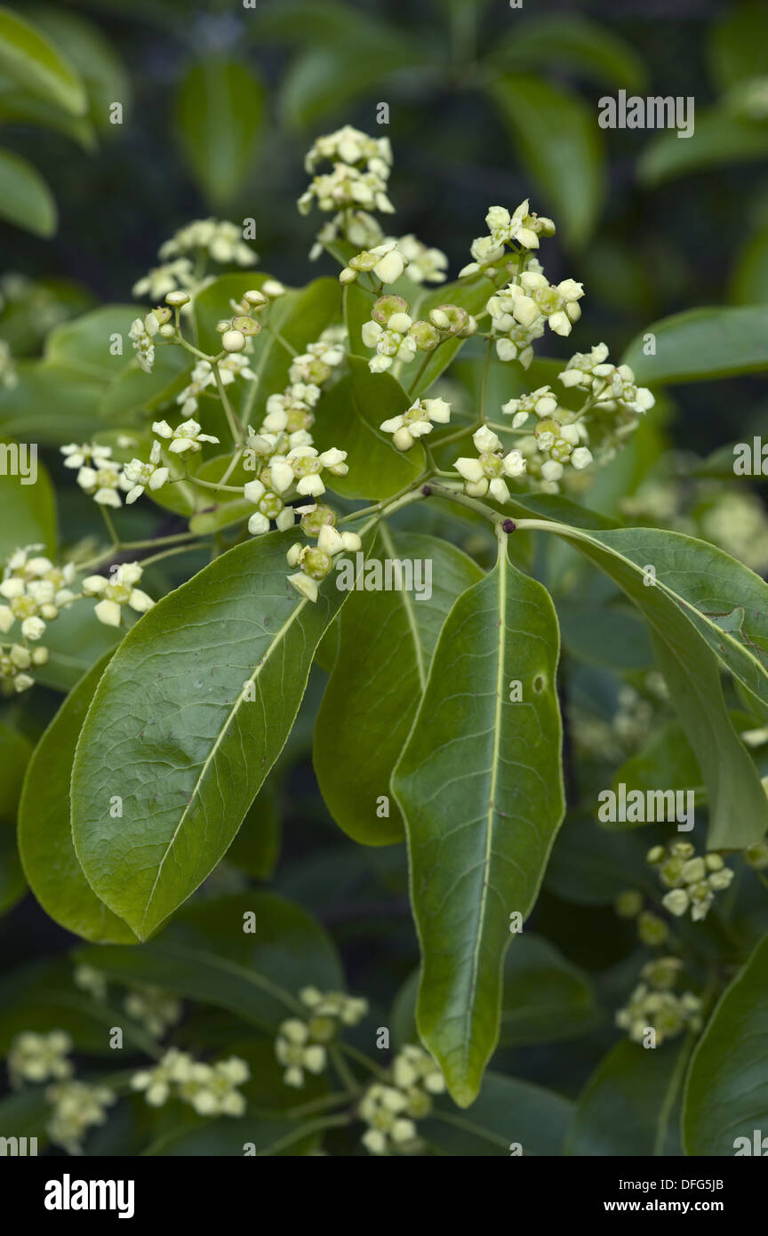 Albero di mandrino, euonymus carnosus Foto Stock