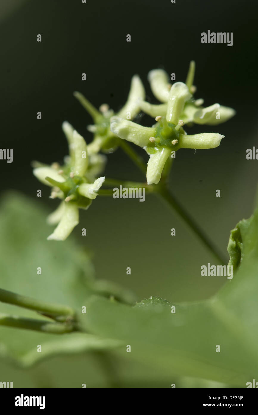 Mandrino europea, Euonymus europaeus Foto Stock