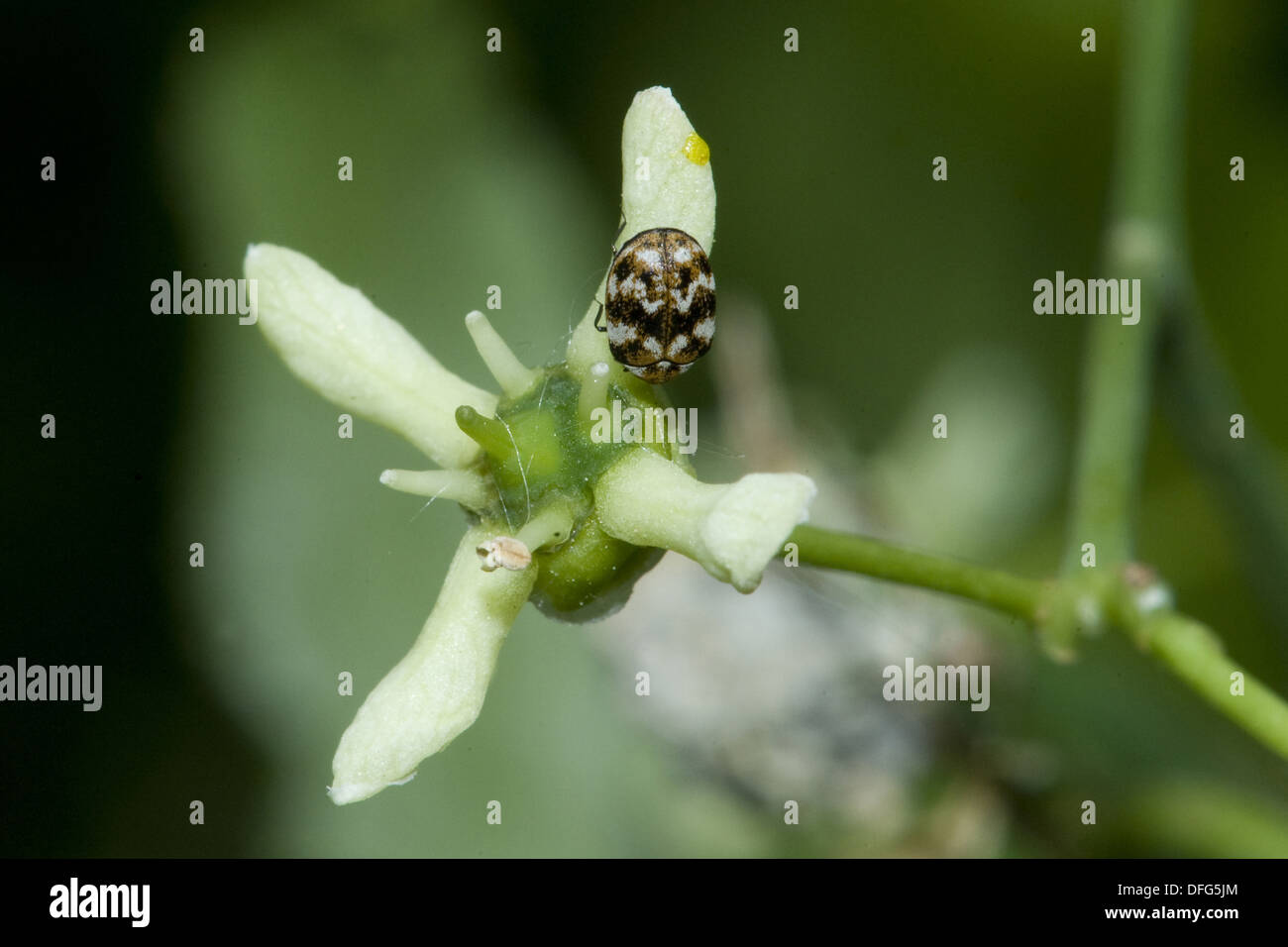 Mandrino europea, Euonymus europaeus Foto Stock