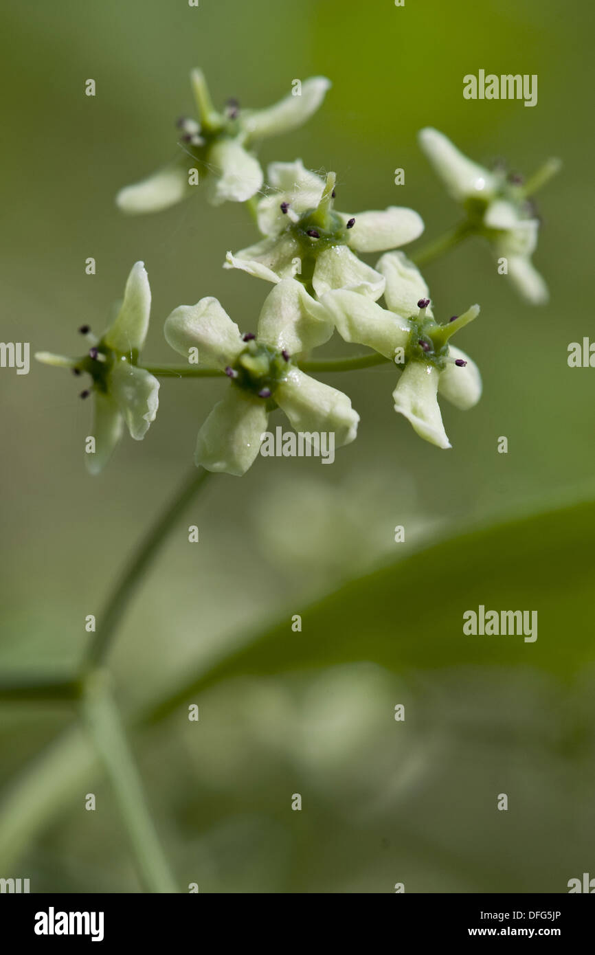 Mandrino europea, Euonymus europaeus Foto Stock
