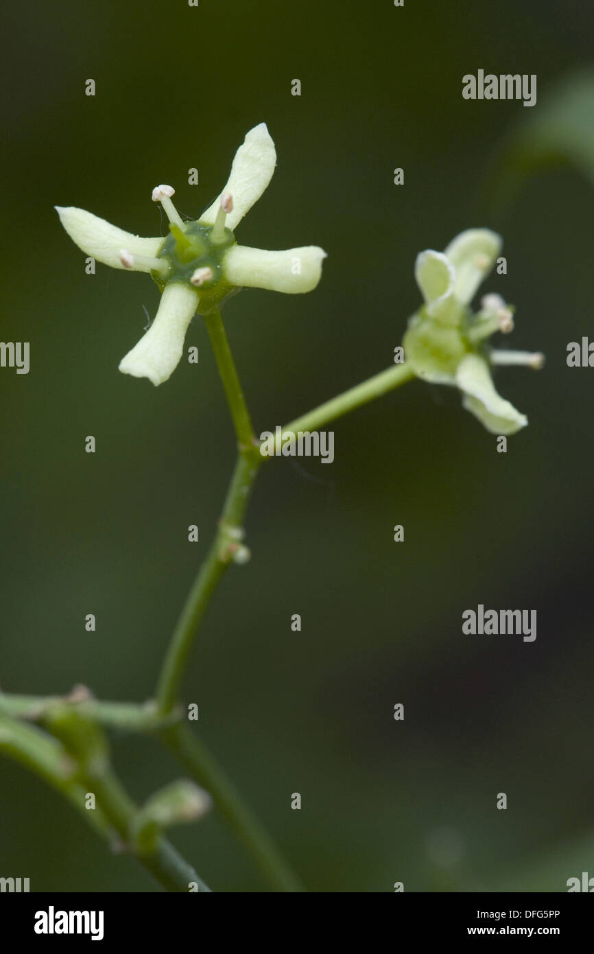 Mandrino europea, Euonymus europaeus Foto Stock