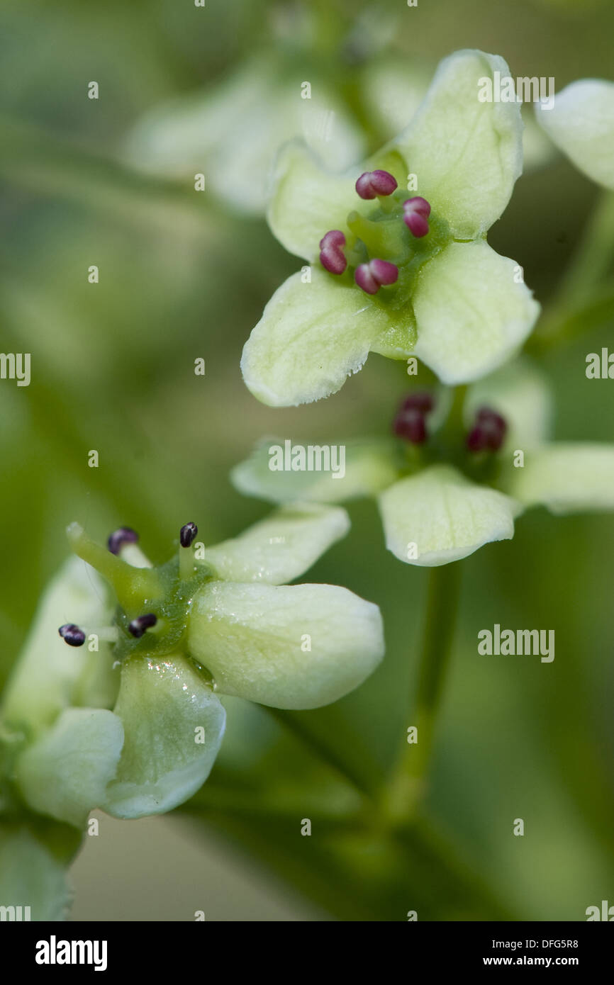 Mandrino europea, Euonymus europaeus Foto Stock