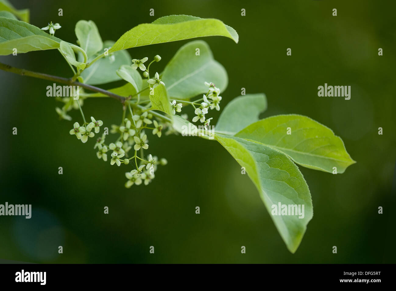 Mandrino europea, Euonymus europaeus Foto Stock