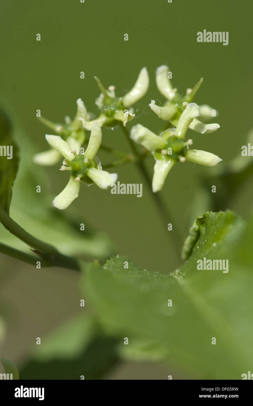 Mandrino europea, Euonymus europaeus Foto Stock