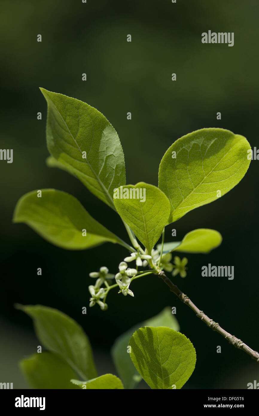Mandrino europea, Euonymus europaeus Foto Stock