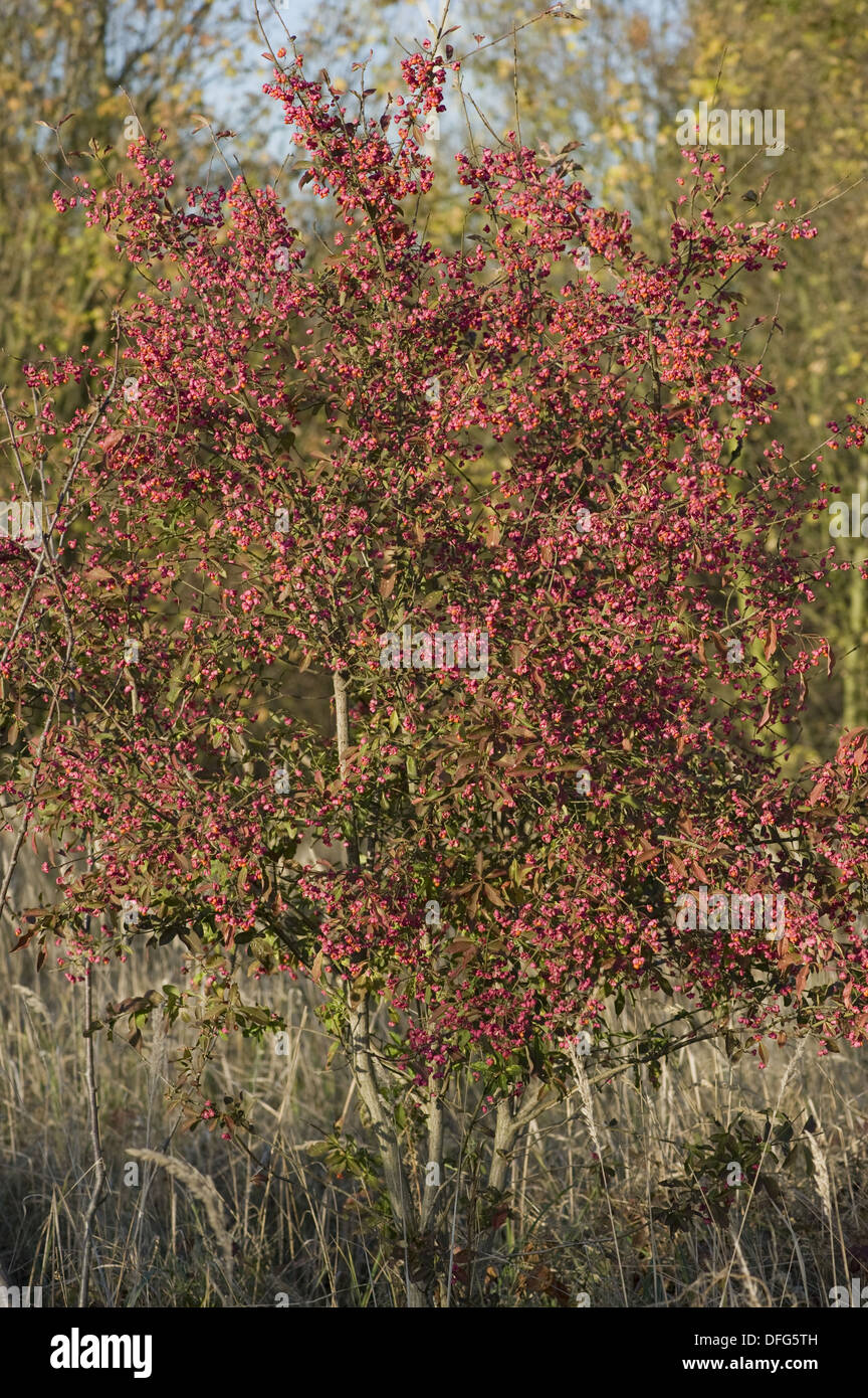 Mandrino europea, Euonymus europaeus Foto Stock