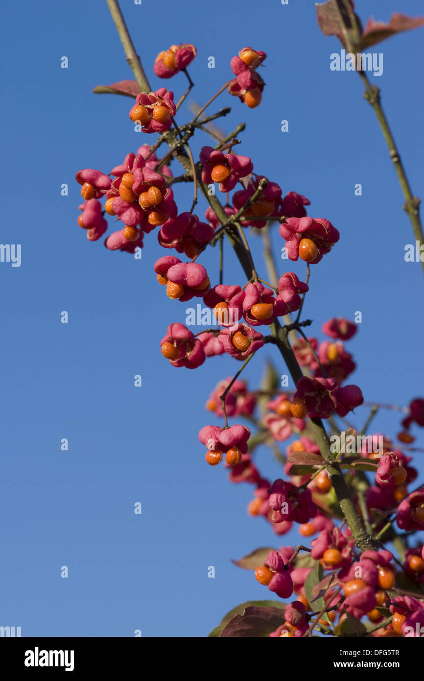 Mandrino europea, Euonymus europaeus Foto Stock