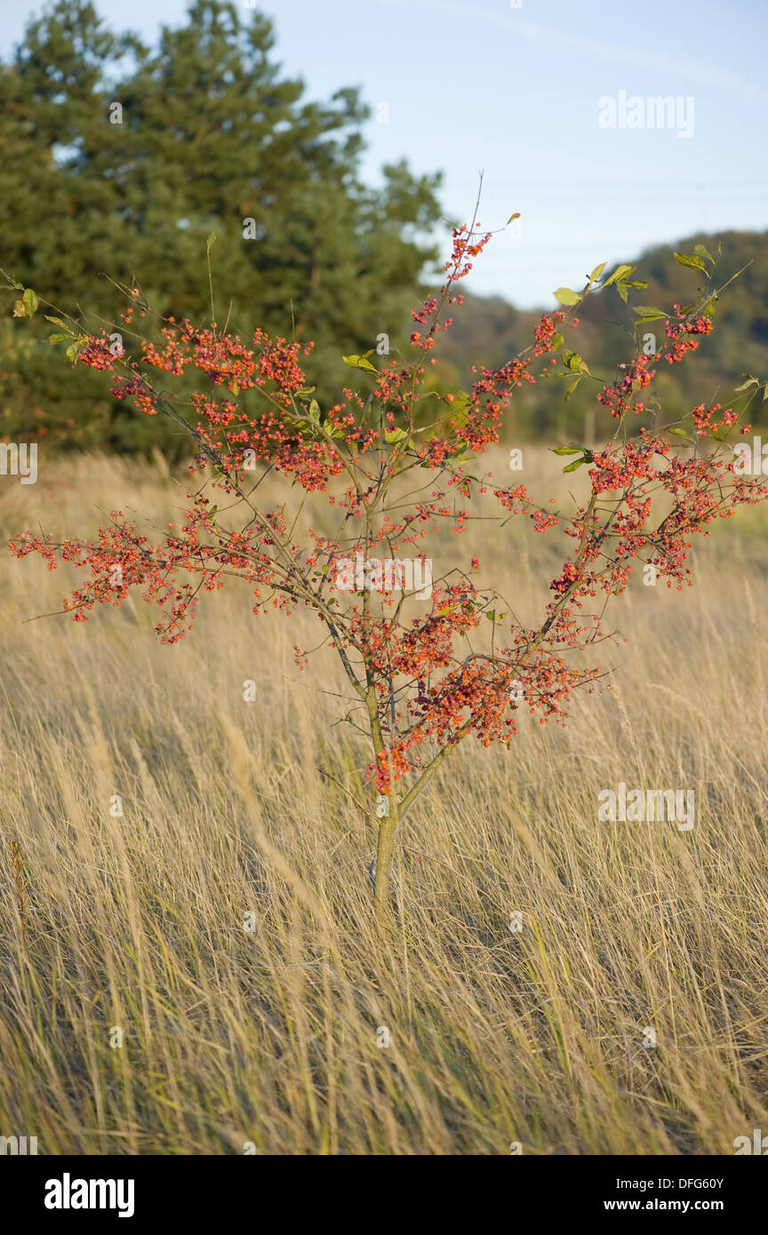 Mandrino europea, Euonymus europaeus Foto Stock
