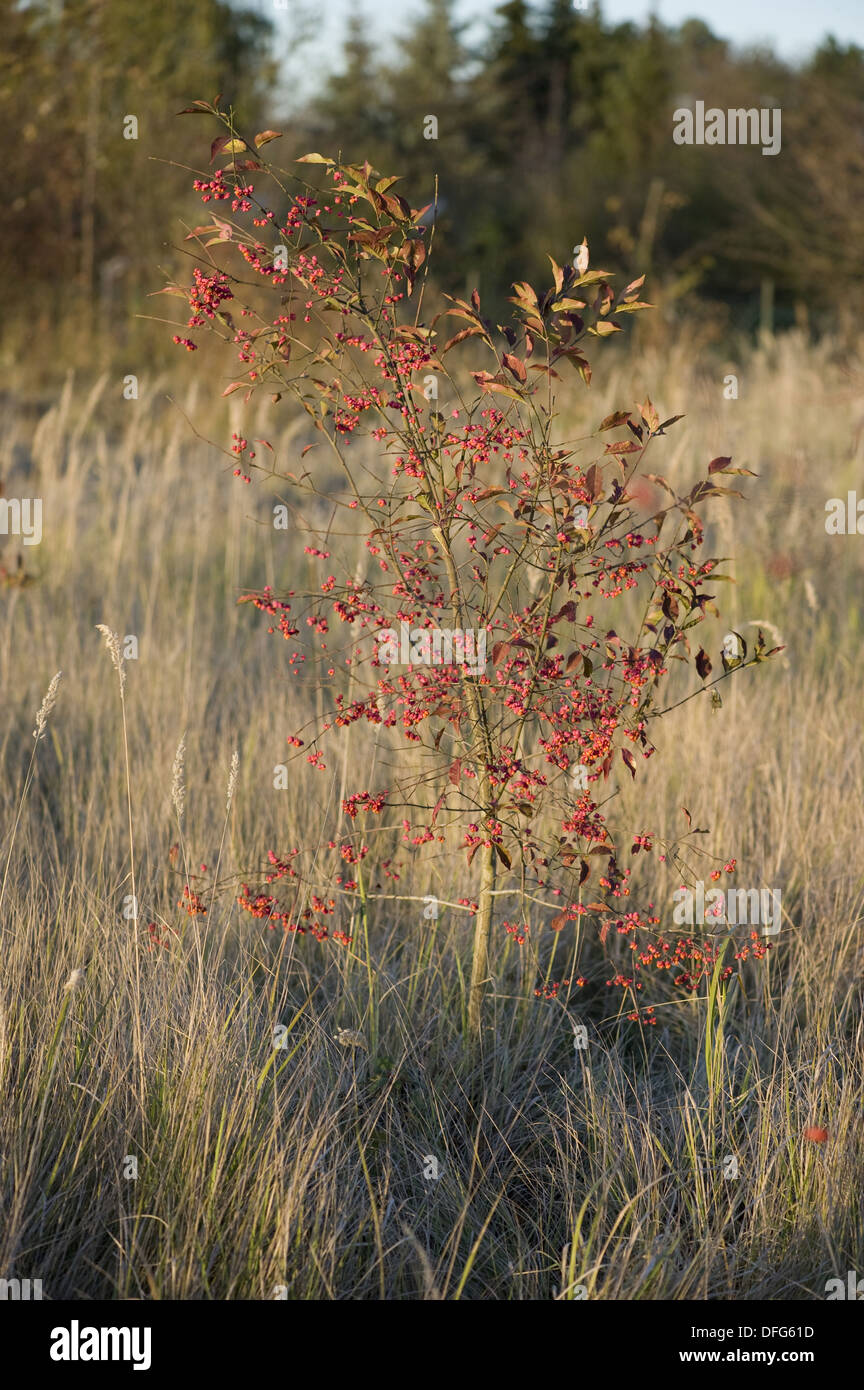 Mandrino europea, Euonymus europaeus Foto Stock