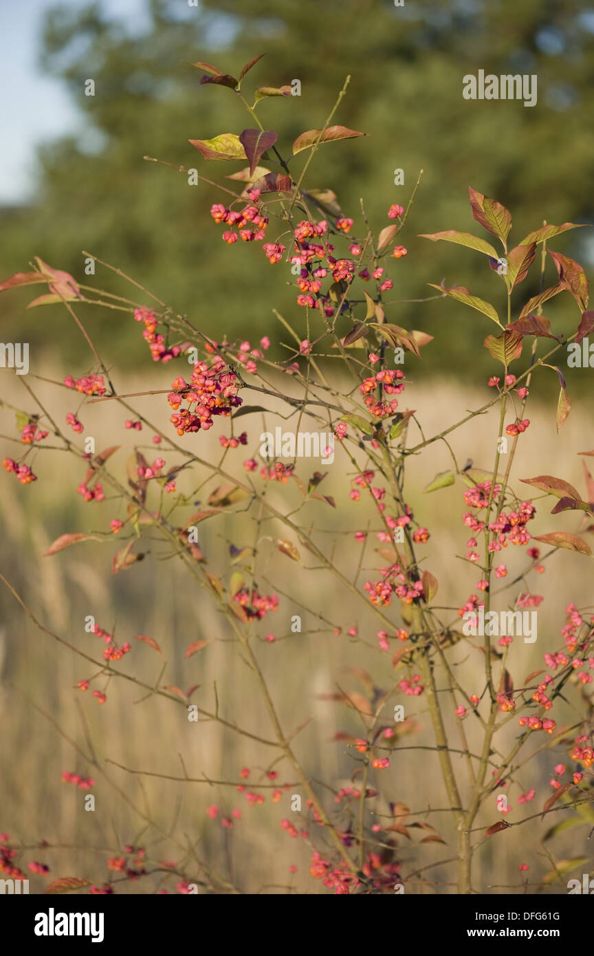 Mandrino europea, Euonymus europaeus Foto Stock