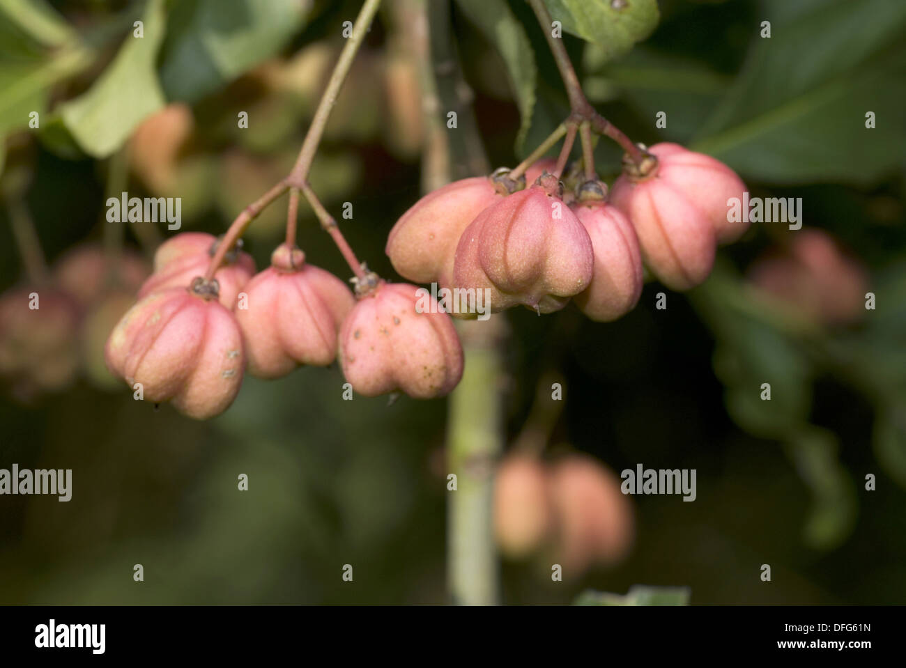 Mandrino europea, Euonymus europaeus Foto Stock