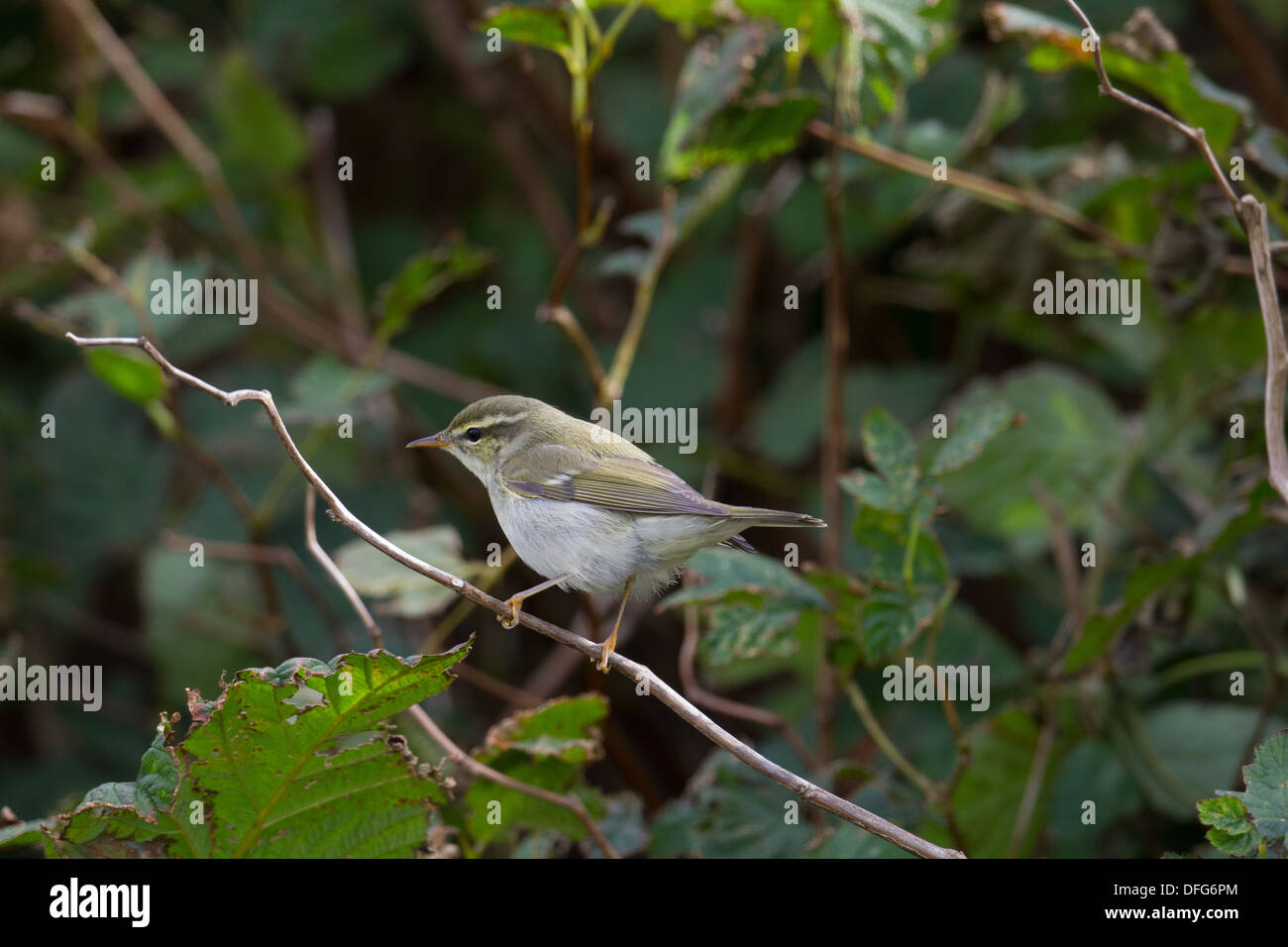 Arctic Trillo Phylloscopus borealis Shetland Scozia UK Foto Stock