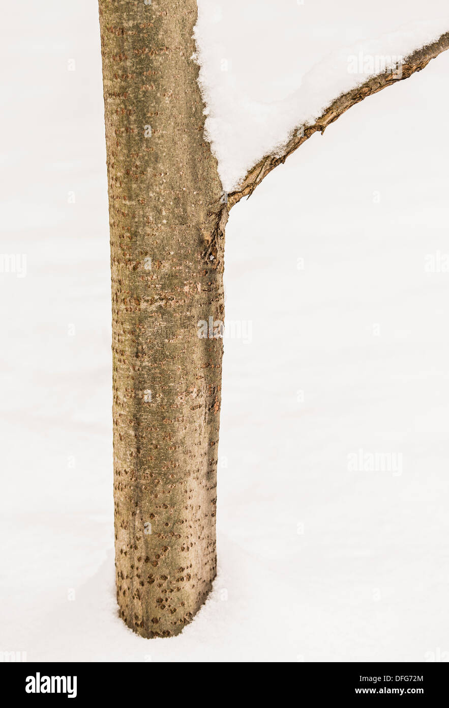 Close up della coperta di neve tronco di albero in boschi di vuoto Foto Stock